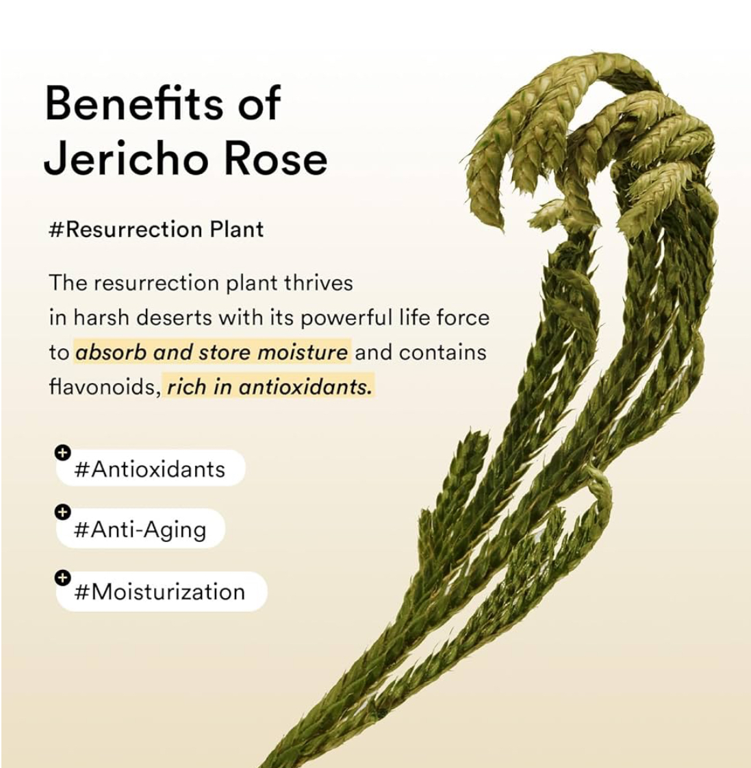 Abib Collagen Eye Patch Jericho Rose Jelly